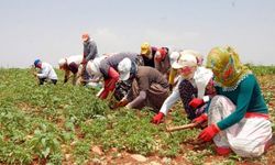 Karkerên jin ên Kurd di nav şertên dijwar de dixebitin