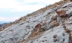 Li Meletiyê bi dronê dîmenê pezkoviyan hat girtin