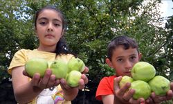 Li Sariqamîşê îsal darên fêkiyan bi ber û bereket in